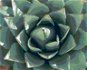Zuty – Maľovanie Podľa Čísel – Púštna Šťavnatá Rastlina, 80 × 100 cm, Plátno + Rám - Maľovanie podľa čísel