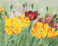 Zuty - Painting by Numbers - Colored Poppy, 40X50 Cm, Canvas+Frame - Painting by Numbers
