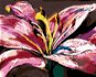 Zuty - Painting by Numbers - Big Pink Lily, 80X100 Cm, Canvas+Frame - Painting by Numbers