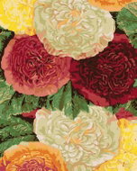 Zuty - Painting by Numbers - Colourful Peonies, 40X50 Cm, Canvas - Painting by Numbers