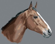 Zuty - Painting by Numbers - Brown Horse On Grey Background, 80X100 Cm, Canvas - Painting by Numbers