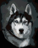 Zuty - Painting by Numbers - Husky Portrait, 40X50 Cm, Canvas+Frame - Painting by Numbers