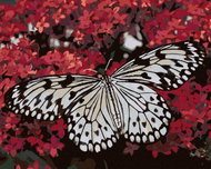 Zuty - Painting by Numbers - White Butterfly And Red Flowers, 40X50 Cm, Canvas - Painting by Numbers