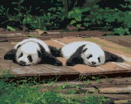 Zuty - Painting by Numbers - Panda Lying on Wood, 40X50 Cm, Canvas - Painting by Numbers