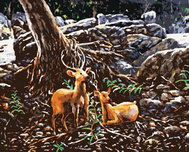 Zuty - Painting by Numbers - Two Deer in the Forest, 80X100 Cm, Canvas+Frame - Painting by Numbers