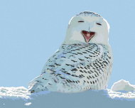 Zuty - Painting by Numbers - Yawning White Owl, 40X50 Cm, Canvas+Frame - Painting by Numbers