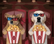 Zuty - Painting by Numbers - Dogs at the Movies, 80X100 Cm, Canvas+Frame - Painting by Numbers