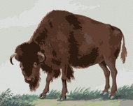 Zuty - Painting by Numbers - Bison (I. Van Haastert), 40X50 Cm, Canvas - Painting by Numbers