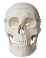 Deren Scientific Skull - Anatomy Model