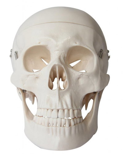 Deren Scientific Skull - Anatomy Model - Main image