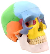 Deren Scientific Skull coloured - Anatomy Model