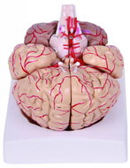 Deren Scientific Brain with arteries and nerves - Anatomy Model
