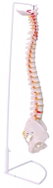 Deren Scientific Flexible Spine - Anatomy Model