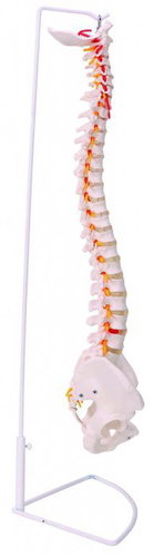 Deren Scientific Flexible Spine - Anatomy Model - Main image
