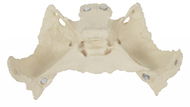 Deren Scientific Os sphenoidale  - Anatomický model
