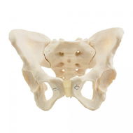 Deren Scientific Ženská pánev  - Anatomický model