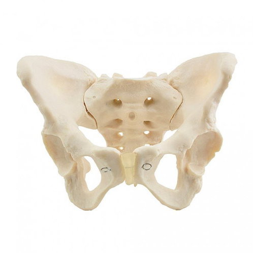 Deren Scientific Female Frying Pan - Anatomy Model - Main image