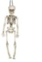 Skeleton kostlivec na zavesenie 40 cm - Párty doplnky