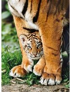Puzzle 500 bengálske tigrie mláďa - Puzzle