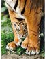 Puzzle 500 Bengal Tiger Cub - Jigsaw