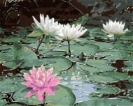 Painting by Numbers - Pink Water Lily and Three White Water Lilies, 50x40 cm, without frame and with - Painting by Numbers