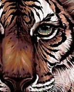 Painting by Numbers - View of a Tiger, 40x50 cm, stretched canvas on frame - Painting by Numbers