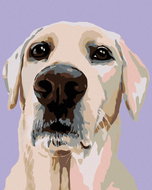 Painting by Numbers - Labrador Retriever, 80x100 cm, stretched canvas on frame - Painting by Numbers