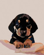 Painting by Numbers - Short-haired Dachshund Puppy, 40x50 cm, stretched canvas on frame - Painting by Numbers