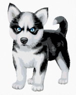 Painting by Numbers - Blue-eyed Husky, 40x50 cm, without frame and without canvas switching off - Painting by Numbers