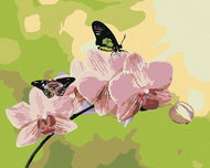 Painting by numbers - Orchid with butterflies, 50x40 cm, stretched canvas on frame - Painting by Numbers