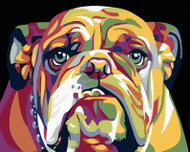 Painting by Numbers - Bulldog, 50x40 cm, without frame and without canvas shut off - Painting by Numbers