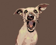 Painting by Numbers - Surprised Dog, 50x40 cm, without frame and without turning off the canvas - Painting by Numbers