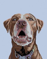 Painting by Numbers - Brown Labrador, 40x50 cm, stretched canvas on frame - Painting by Numbers