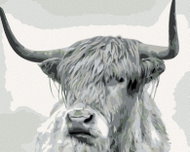 Painting by Numbers - Black and white buffalo straight view, 50x40 cm, without frame and without can - Painting by Numbers