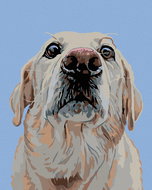 Painting by Numbers - Labrador, 40x50 cm, without frame and without canvas switching off - Painting by Numbers
