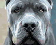 Painting by Numbers - Cane corso, 50x40 cm, stretched canvas on frame - Painting by Numbers