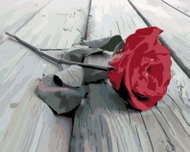 Painting by Numbers - Laid Rose, 50x40 cm, stretched canvas on frame - Painting by Numbers
