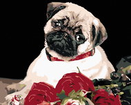 Painting by Numbers - Pug, 50x40 cm, without frame and without canvas switching off - Painting by Numbers