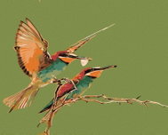 Painting by Numbers - Two Hummingbirds, 50x40 cm, without frame and without turning off the canvas - Painting by Numbers
