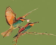 Painting by Numbers - Two Hummingbirds, 50x40 cm, stretched canvas on frame - Painting by Numbers