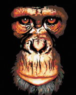 Painting by Numbers - Chimpanzee, 40x50 cm, stretched canvas on frame - Painting by Numbers