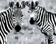 Painting by Numbers - Striped Zebras, 100x80 cm, without frame and without switching off the canvas - Painting by Numbers