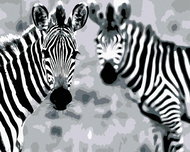 Painting by Numbers - Striped Zebras, 100x80 cm, stretched canvas on frame - Painting by Numbers