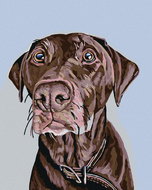 Painting by numbers - Brown dog with brown collar, 40x50 cm, stretched canvas on frame - Painting by Numbers