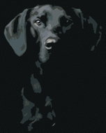 Painting by numbers - Black and white dog, 40x50 cm, without frame and without switching off the can - Painting by Numbers