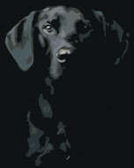 Painting by Numbers - Black and White Dog, 40x50 cm, stretched canvas on frame - Painting by Numbers