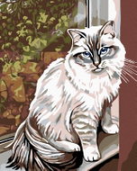 Painting by numbers - White cat in the window, 80x100 cm, without frame and without turning off the  - Painting by Numbers