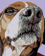 Painting by Numbers - Beagle's Snout, 40x50 cm, without frame and without canvas switching off - Painting by Numbers