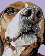 Painting by Numbers - Beagle's Snout, 80x100 cm, stretched canvas on frame - Painting by Numbers