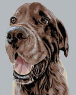 Painting by Numbers - Beautiful Brown Setter, 40x50 cm, stretched canvas on frame - Painting by Numbers